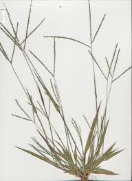 Image result for Digitaria longiflora