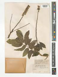 Image result for Bersama lucens