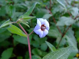 Image result for Trichodesma