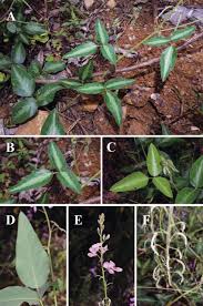 Image result for Desmodium uncinatum