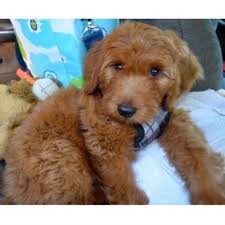 Goldendoodle puppies nc for sale. Miller S Gorgeous Goldendoodles Goldendoodle Breeder In Greensboro North Carolina