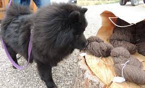 The recommended yarn for this design is discontinued, but don't let that stop you from. Meet The Woman Who Uses Dog Fur To Knit Sweater Socks And More