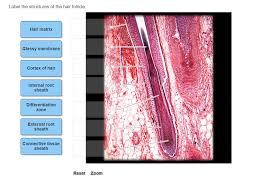 Piece of human skin and all structure of hair on the white background. Label The Structures Of The Hair Follicle Hair Chegg Com