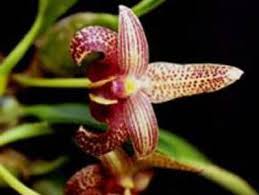 Image result for Bulbophyllum prorepens