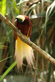 Bird Of Paradise Meaning In Hindi Bird Of Paradise Definition And Meaning Collins English Dictionary