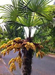 They are the only members of the family arecaceae, which is the only family in the order arecales. Hardy Palms At Portland Nursery And Garden Center