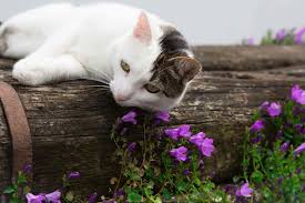 If normal liver function falls below 20%, the disease becomes terminal. Liver Disease In Cats Acute Canine Liver Failure The Vet Is In