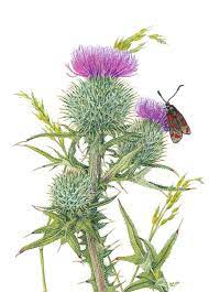 Scottish Spear Thistle Watercolour On Paper By Lynne Henderson Lynnehendersonarts Watercolour Thi Botanical Drawings Botanical Painting Watercolor Flowers