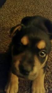 German Shepherd Pitbull Mix Black And Brown Puppies Puppies Pitbull Mix Siberian Husky