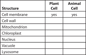 Regular shaped, closely packed cells form a continuous layer for efficient. Animal Cell Labeled Ks3 Shefalitayal