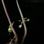 Image result for Lecanthus