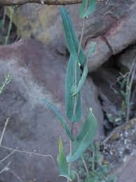 Image result for Centemopsis filiformis