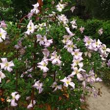 About clematis vancouver ™ daybreak the 2016 introduction is a real eye catcher that will likely leave your other garden plants feeling envious. Clematis Viticella Reverie Friedrich M Westphal Clematiskulturen Clematis Flowers Plants