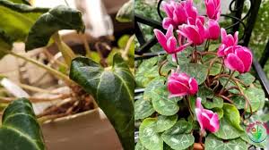 They are in a wood planter and i. Cyclamen Leaves Curling 12 Causes And Solutions Garden For Indoor