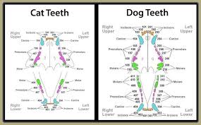 Cat Teeth Dental Chart Bedowntowndaytona Com