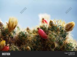 Spines can be soft or rigid, straight or curved, arranged in rows or scattered. Yellow Flower Red Image Photo Free Trial Bigstock