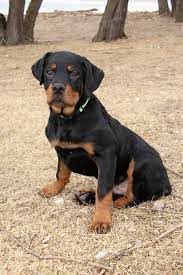 Places to get a rottweiler puppy. R E A L Rottweiler Rescue