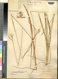 Image result for Phacelurus gabonensis