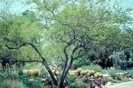 Image result for Acacia farnesiana