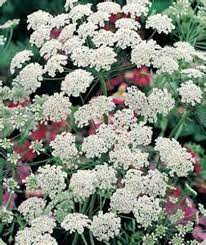 Bishop Flower Flower Seeds Annual Plants Flowers
