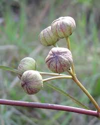 Image result for Glossostelma