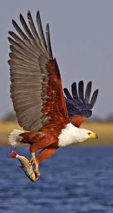 A bird's velocity is necessarily variable; Bald Eagle Flying Beautiful Birds Bald Eagle Birds Of Prey