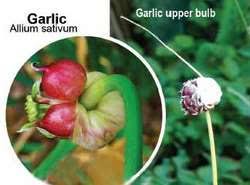 Learn the word for bawang putih and other related vocabulary in american english so that you can talk about sayuran with confidence. Bawang Putih Article About Bawang Putih By The Free Dictionary