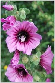 Check spelling or type a new query. Irish Wildflowers Flowering Now Wildflowers Of Ireland Each Month