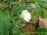 Image result for Monsonia glauca
