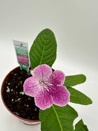 Image result for Streptocarpus