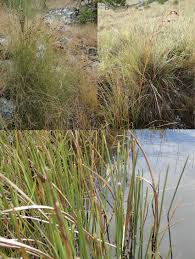 Image result for Coleochloa