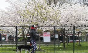 Gta the best spots to see the cherry blossoms in and around toronto, besides high park Fenced Off Cherry Blossoms Seen At Trinity Bellwoods Park In Toronto Canada Global Times