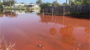 Not again: Cocoa Beach canals turn blood red
