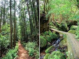 Hiking Japan's Mysterious Tropical Island | Tropical islands, Yakushima,  Japan honeymoon