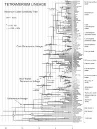 Image result for Megalochlamys revoluta