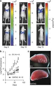 Traditionally, cancer in dogs is treated similarly to cancer in humans, with three basic types of treatment: Gata3 Inhibits Breast Cancer Growth And Pulmonary Breast Cancer Metastasis Oncogene