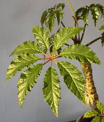 Image result for Begonia poculifera