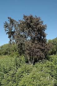 Crimson Frost Birch Betula Crimson Frost At English Gardens Landscape Trees Deciduous Trees Trees For Front Yard