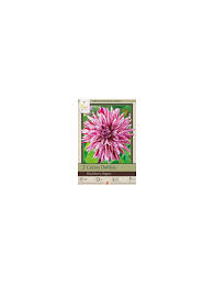 Cactus & semi cactus dahlias for sale. Dahlia Cactus Blackberry Ripple 2pk