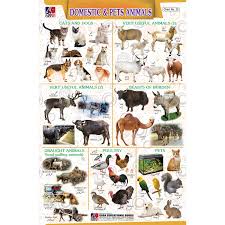 Chart No 20 Domestic And Pets Animals