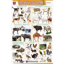 chart no 20 domestic and pets animals