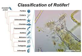 Image result for Eragrostis rotifer
