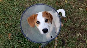 These painful, oozing sores can appear seemingly out of nowhere and often spread treatment for hot spots. How To Treat Your Dog S Hot Spots At Home Without A Vet Pethelpful