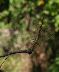 Image result for Erlangea