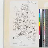 Image result for Tinnea aethiopica