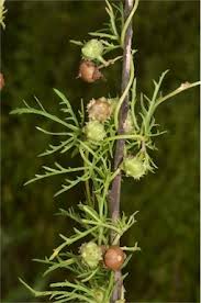 Image result for Ipomoea coptica