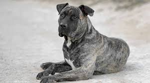Our presa canarios have proven championship bloodlnes. Presa Canario Puppies For Sale Greenfield Puppies