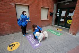 Последние твиты от wagging tails (@waggingt). Wagging Tails Therapy Dog Cheers Spanish Special Needs Kids During Covid 19 News Photos Gulf News