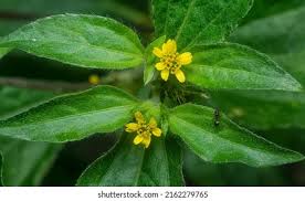 Image result for Synedrella