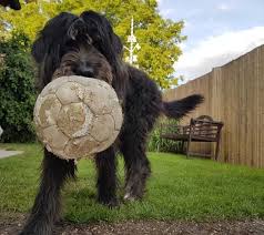 Entdecke hier tolle spiele und spiel aufregende kostenlose garten spiele. 33 Hunde Spiele Fur Drinnen Draussen Die Dein Hund Lieben Wird